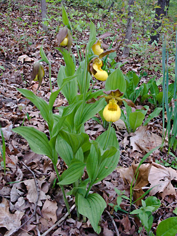 entire plant